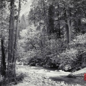 Ansel Adams Photography - Tenaya Creek, Dogwood, Rain, Yosemite National Park, California, 1948